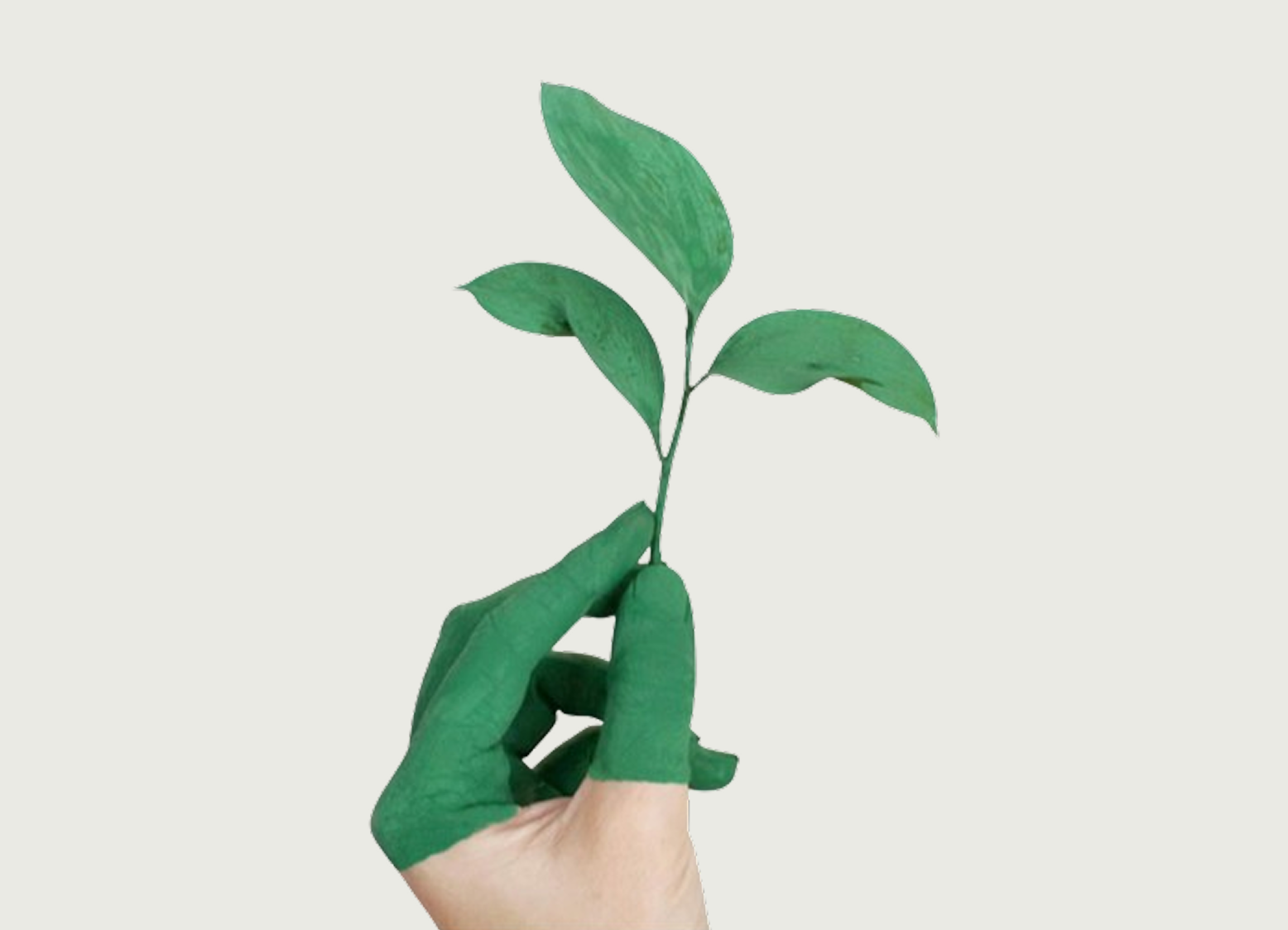 Hand holding small green plant sprout